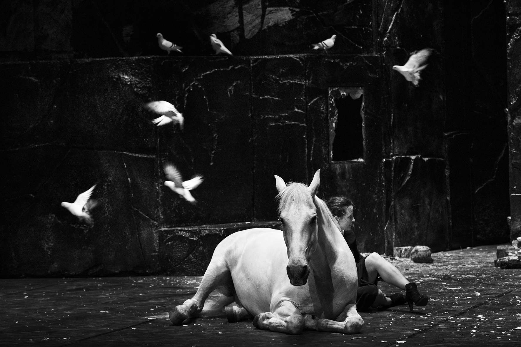 Un cheval blanc sur fond noir et un ballet de pigeons blanc autour de lui. 